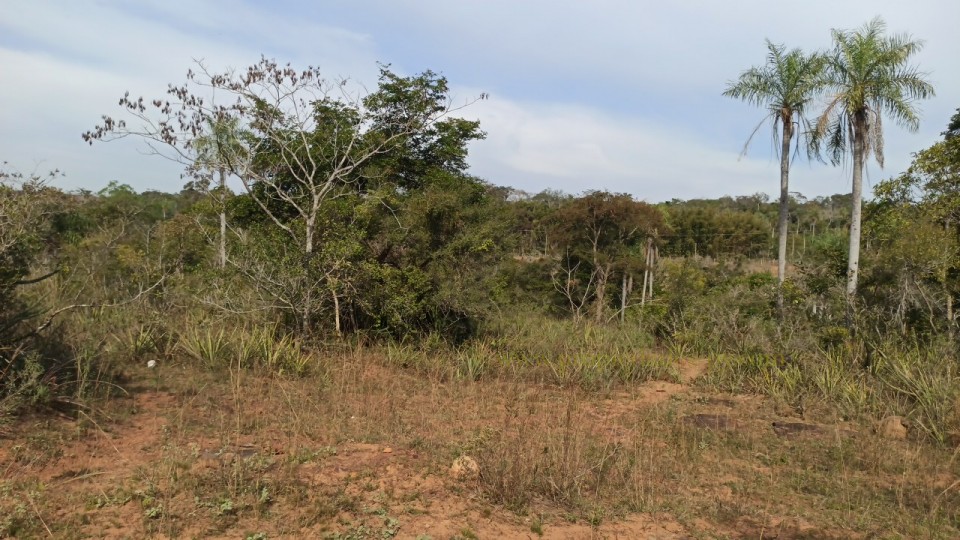 foto_7.2 Hectáreas en Nueva Colombia ideal para loteamiento