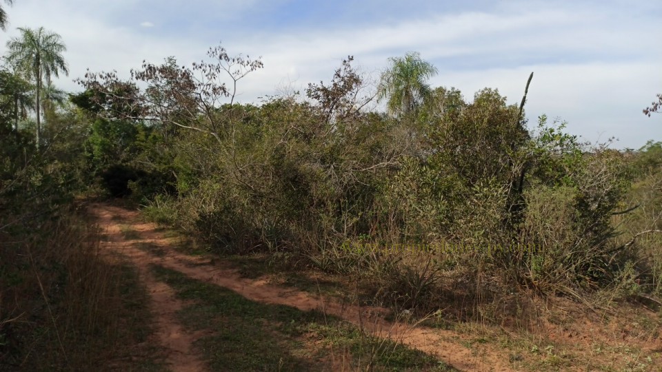 foto_7.2 Hectáreas en Nueva Colombia ideal para loteamiento