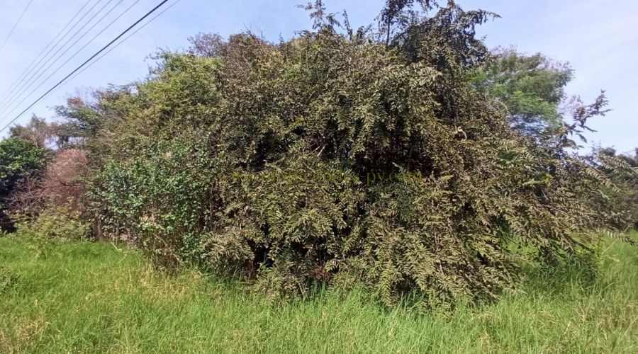 foto_Terreno de 660 m2 en Limpio Isla Aveiro - Amanecer